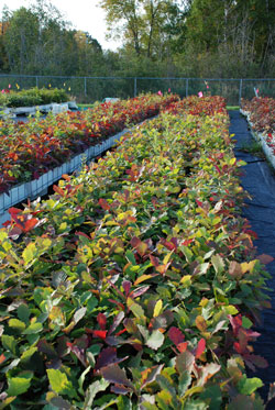 oak tree seedlings