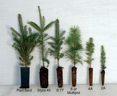 container sizes of our conifer tree seedlings