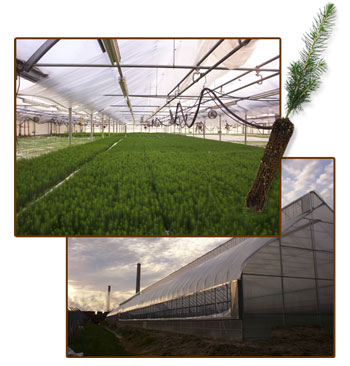 containerized tree seedlings