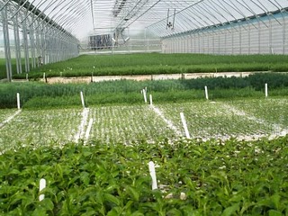 nursery of tree seedlings