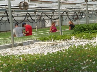 Itasca Greenhouse