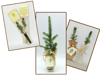 Tree seedlings for promotional, tradeshows, weddings, memorials or any special event.