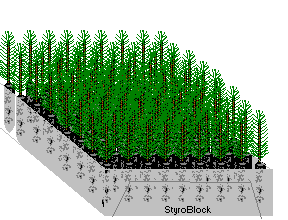 advantages of containerized tree seedlings
