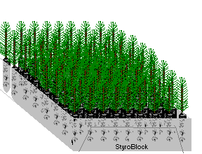advantages of containerized tree seedlings