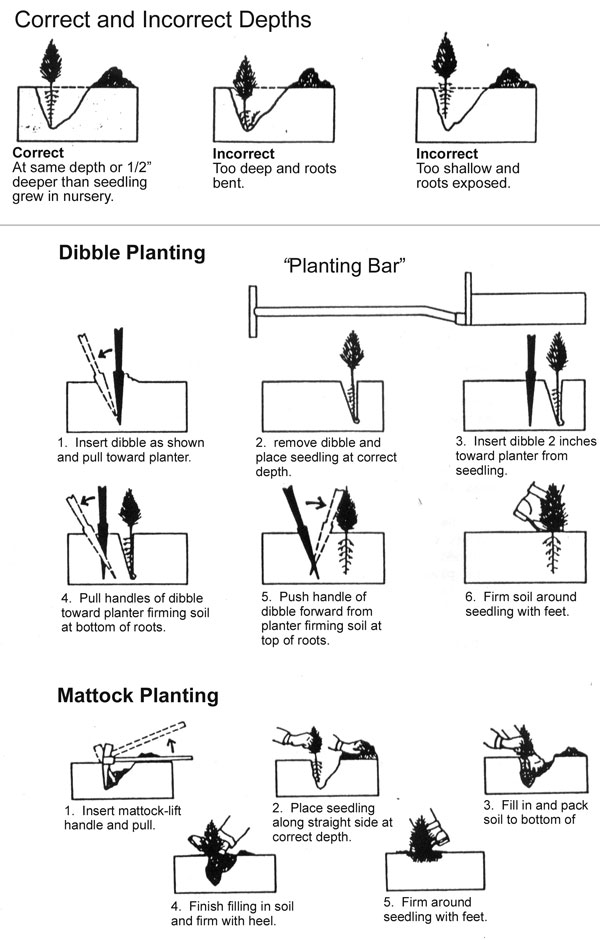 Tree planting tips using a dibble and mattock